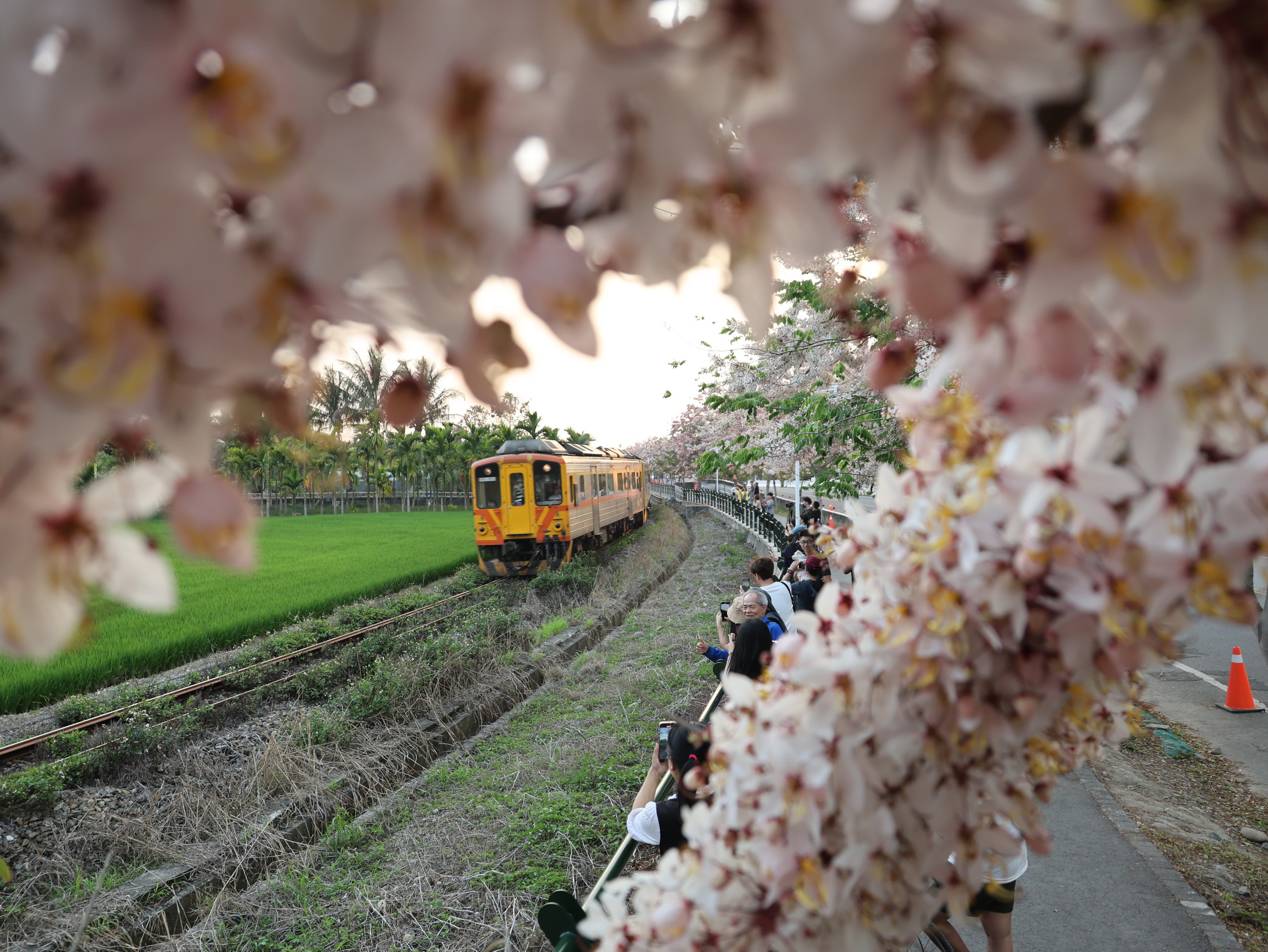 ▲二水鐵道櫻花大爆「花」，粉嫩花旗木，隨風搖曳，粉色花海吸引了大批遊客前來賞花踏青。（記者張溎壕攝）
