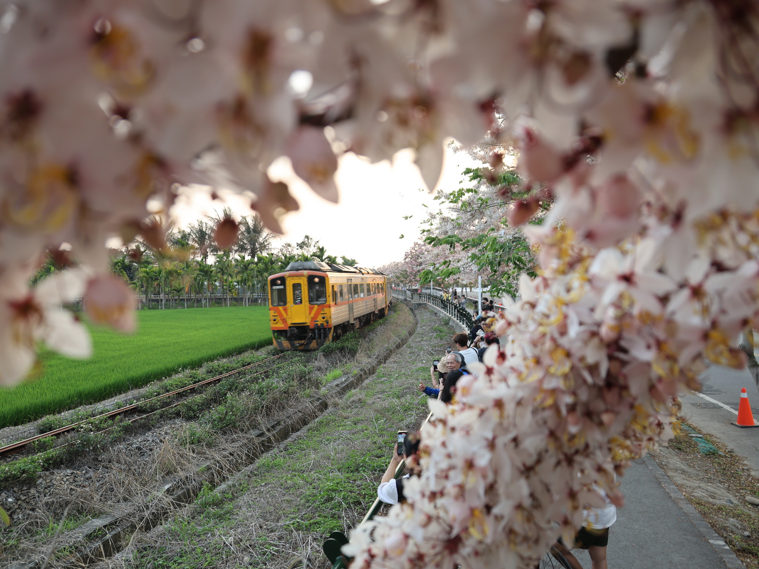 ▲二水鐵道櫻花大爆「花」，粉嫩花旗木，隨風搖曳，粉色花海吸引了大批遊客前來賞花踏青。（記者張溎壕攝）