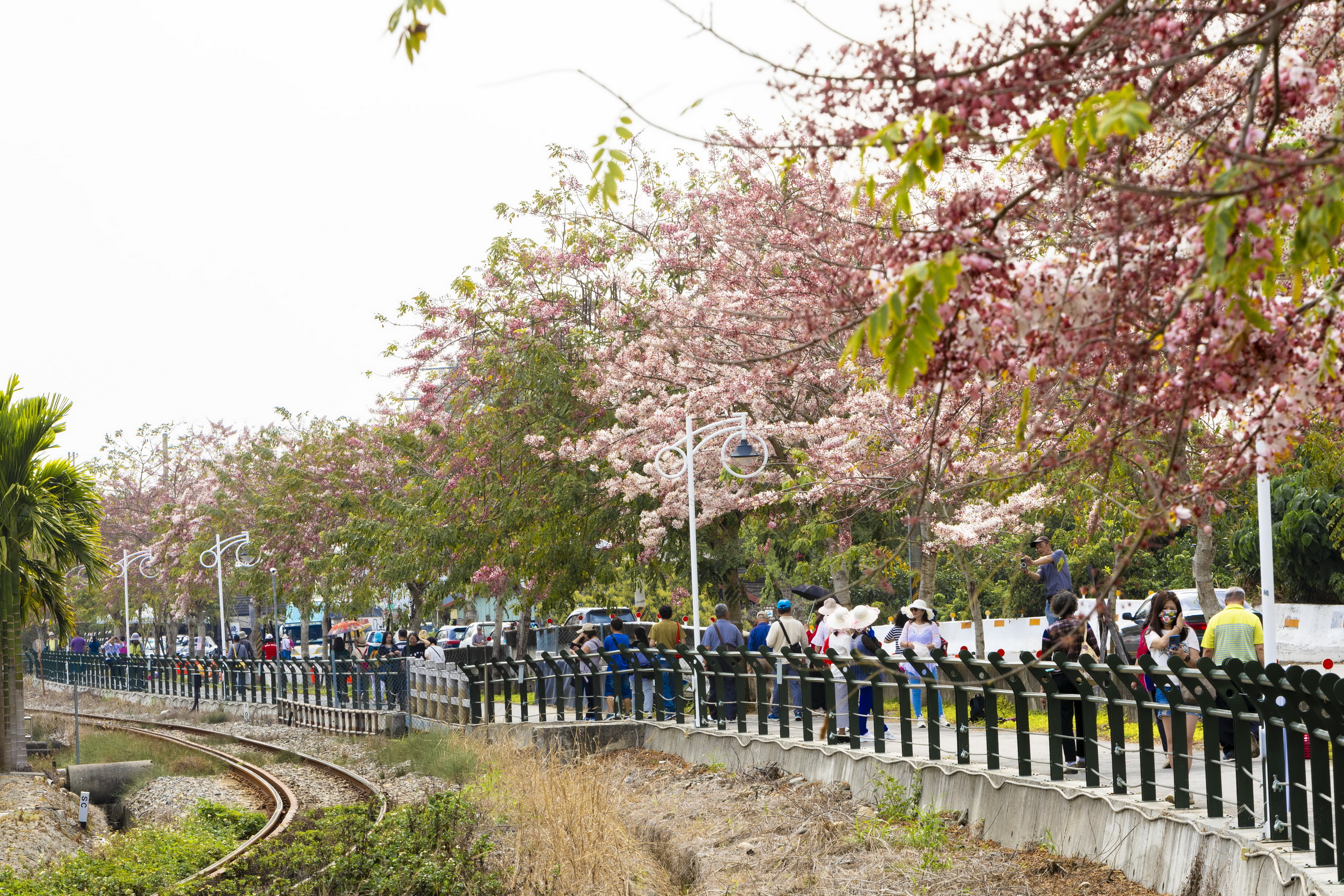 ▲二水鐵道櫻花大爆「花」，粉嫩花旗木，隨風搖曳，粉色花海吸引了大批遊客前來賞花踏青。（記者張溎壕攝）