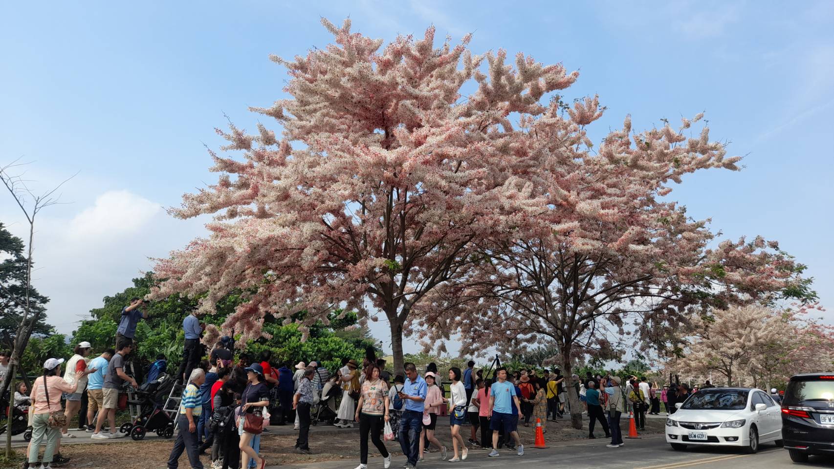 ▲二水鐵道櫻花大爆「花」，粉嫩花旗木，隨風搖曳，粉色花海吸引了大批遊客前來賞花踏青。（記者張溎壕攝）