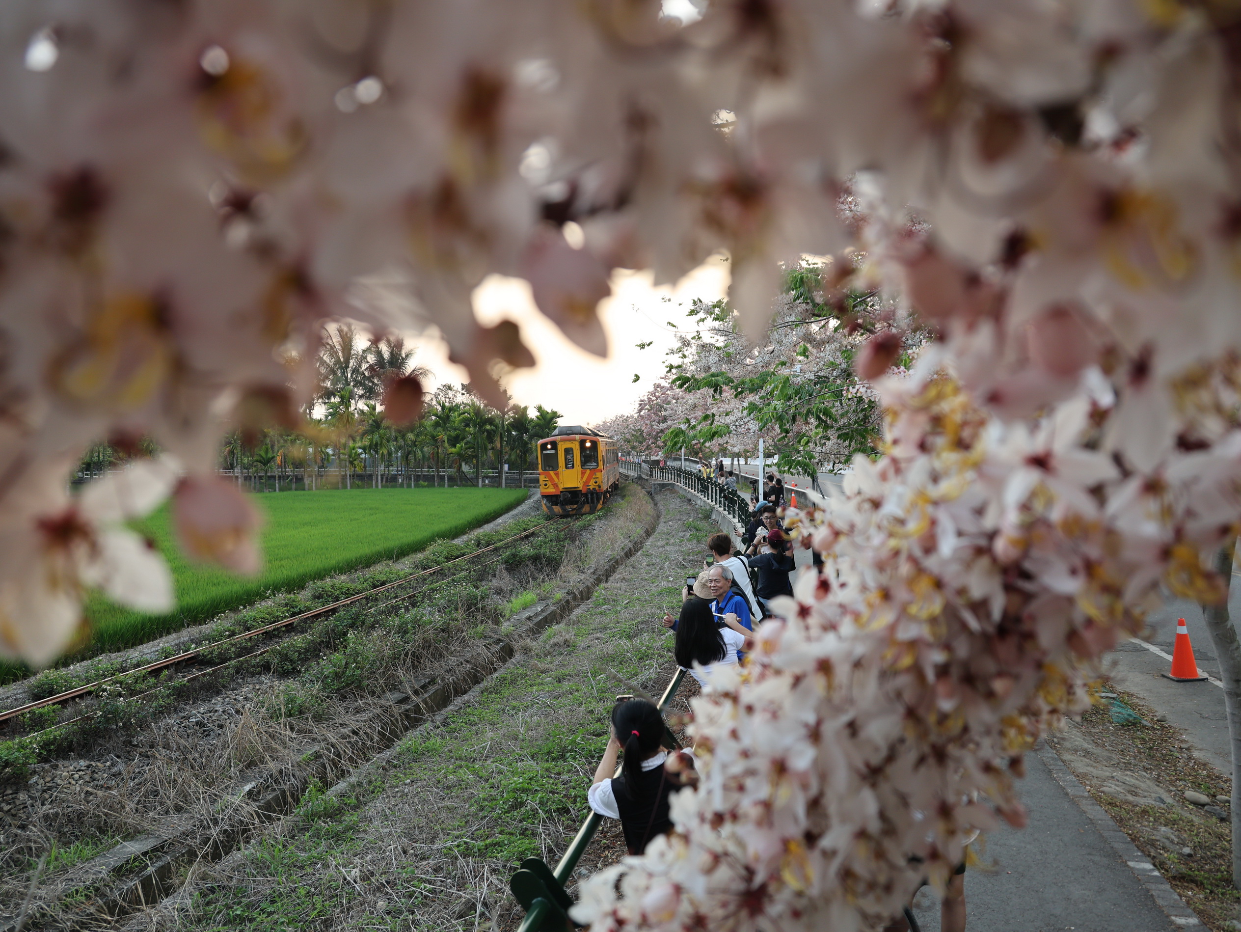 ▲二水鐵道櫻花大爆「花」，粉嫩花旗木，隨風搖曳，粉色花海吸引了大批遊客前來賞花踏青。（記者張溎壕攝）