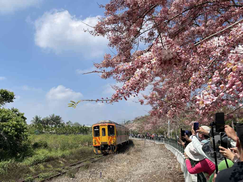 ▲二水源泉派出所前的花旗木進入開花期，與台鐵集集線相鄰，除了花朵外，還可同框橘黃列車。（參山處提供）