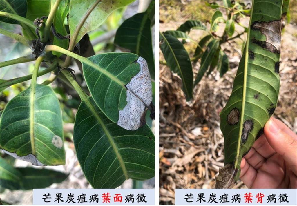 ▲芒果炭疽病、白粉病皆屬於真菌性病害，炭疽病可危害葉、枝條、果實、花穗，初期呈現淡紅色病斑。（彰化縣政府提供）