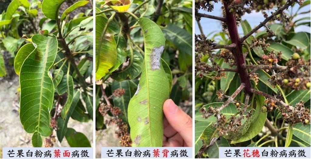 ▲白粉病以盛花期最為嚴重，花穗、嫩葉為主要危害部位，其患部呈現薄薄一層白粉狀，嚴重導致落花、落葉。（彰化縣政府提供）