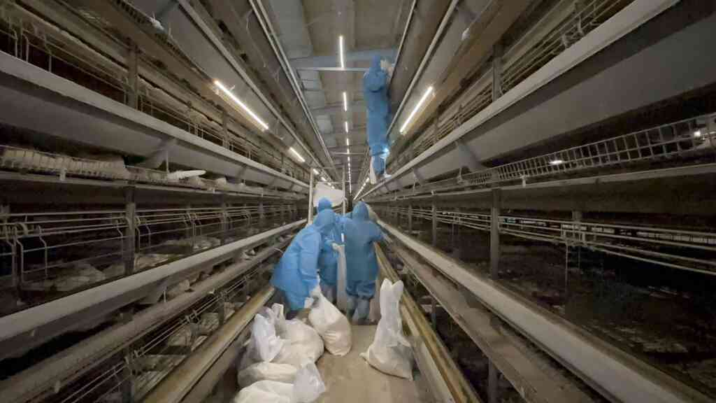 ▲彰化芳苑鄉1蛋雞場4月2日確診感染新型H5N1亞型高病原性禽流感病毒,動防所防疫人員於5日完成該蛋雞場撲殺清場及消毒工作,計撲殺3萬9990隻蛋雞。(彰化縣動物防疫所提供)