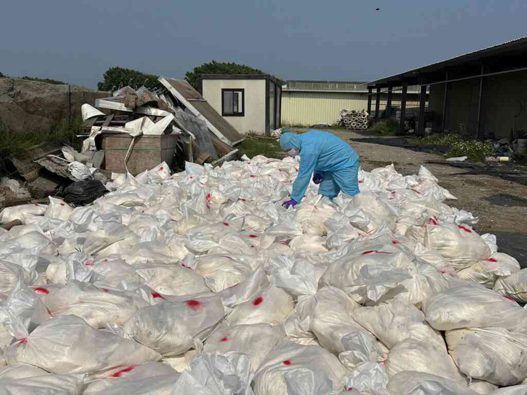 ▲彰化芳苑鄉1蛋雞場確診H5N1禽流感，動防所防疫人員於5日完成該蛋雞場撲殺清場及消毒工作，計撲殺3萬9990隻蛋雞。