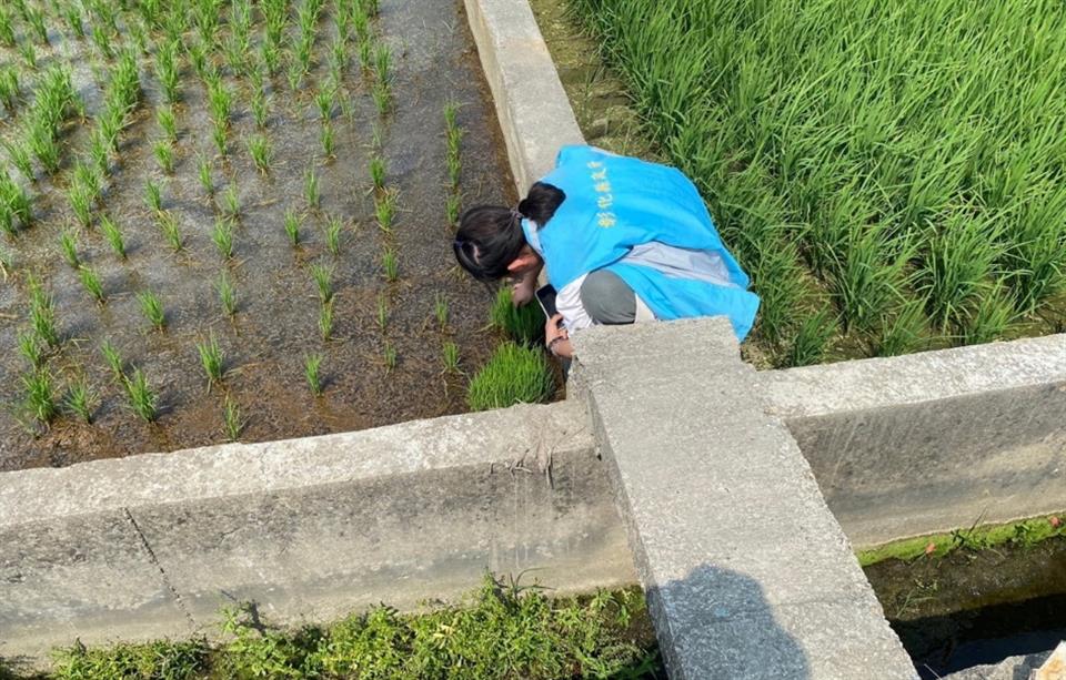 ▲水稻葉稻熱病已零星出現,呼籲農友儘速加強葉稻熱病的防治工作。(彰化縣政府提供)