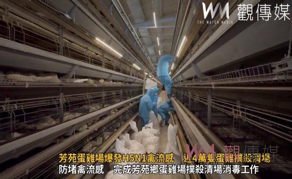 (有影片)/芳苑蛋雞場爆發H5N1禽流感 近4萬隻蛋雞撲殺清場