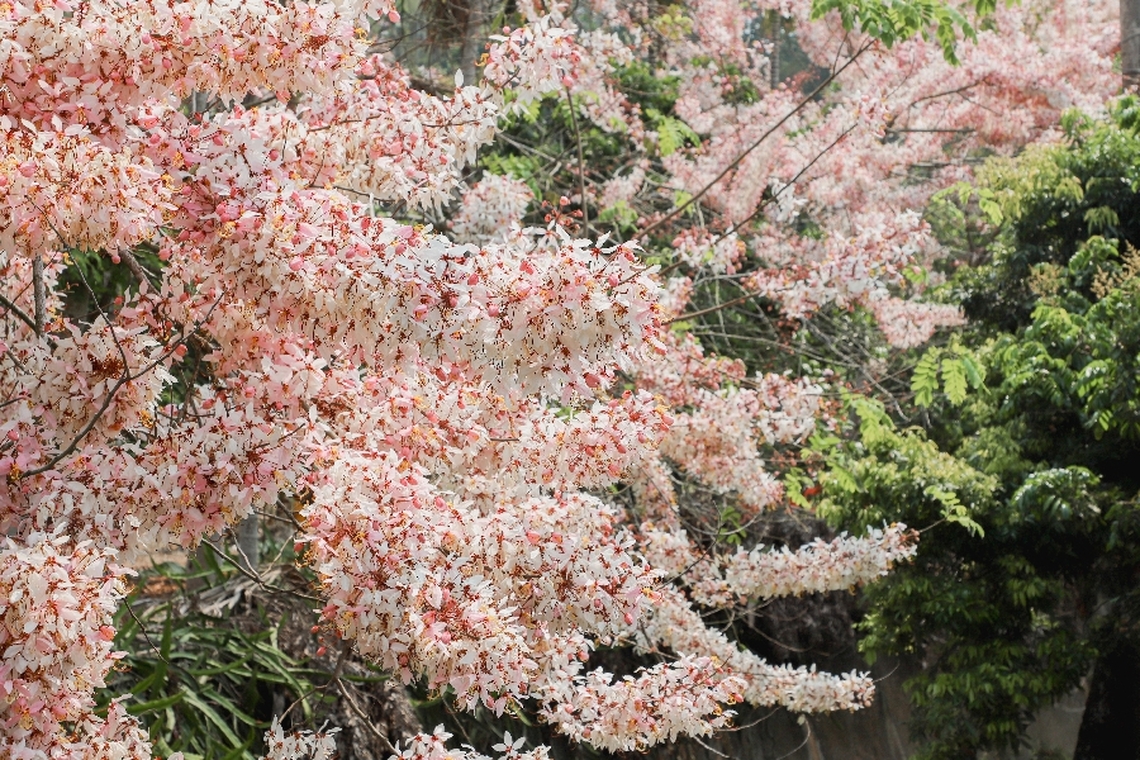 四月盛開浪漫粉花 嘉義縣阿拉伯粉紅村3000株粉紅花旗木盛開