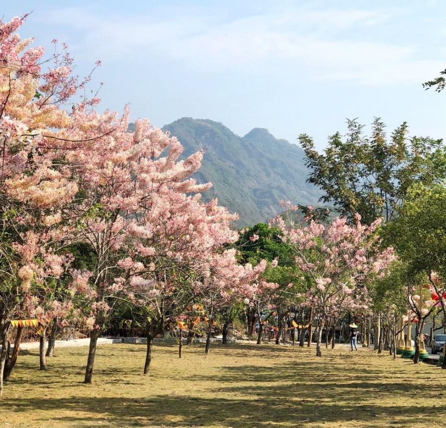 清明連假來台南 體驗春季賞花趣