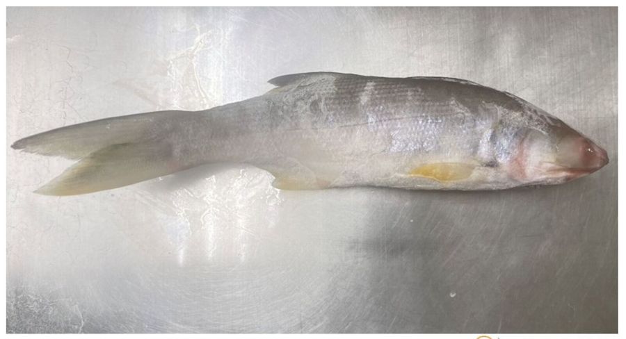 台灣養殖「午仔魚」食安也出事! 食藥署在屏東驗出致癌孔雀綠 220 台灣養殖「午仔魚」食安也出事! 食藥署在屏東驗出致癌孔雀綠 219