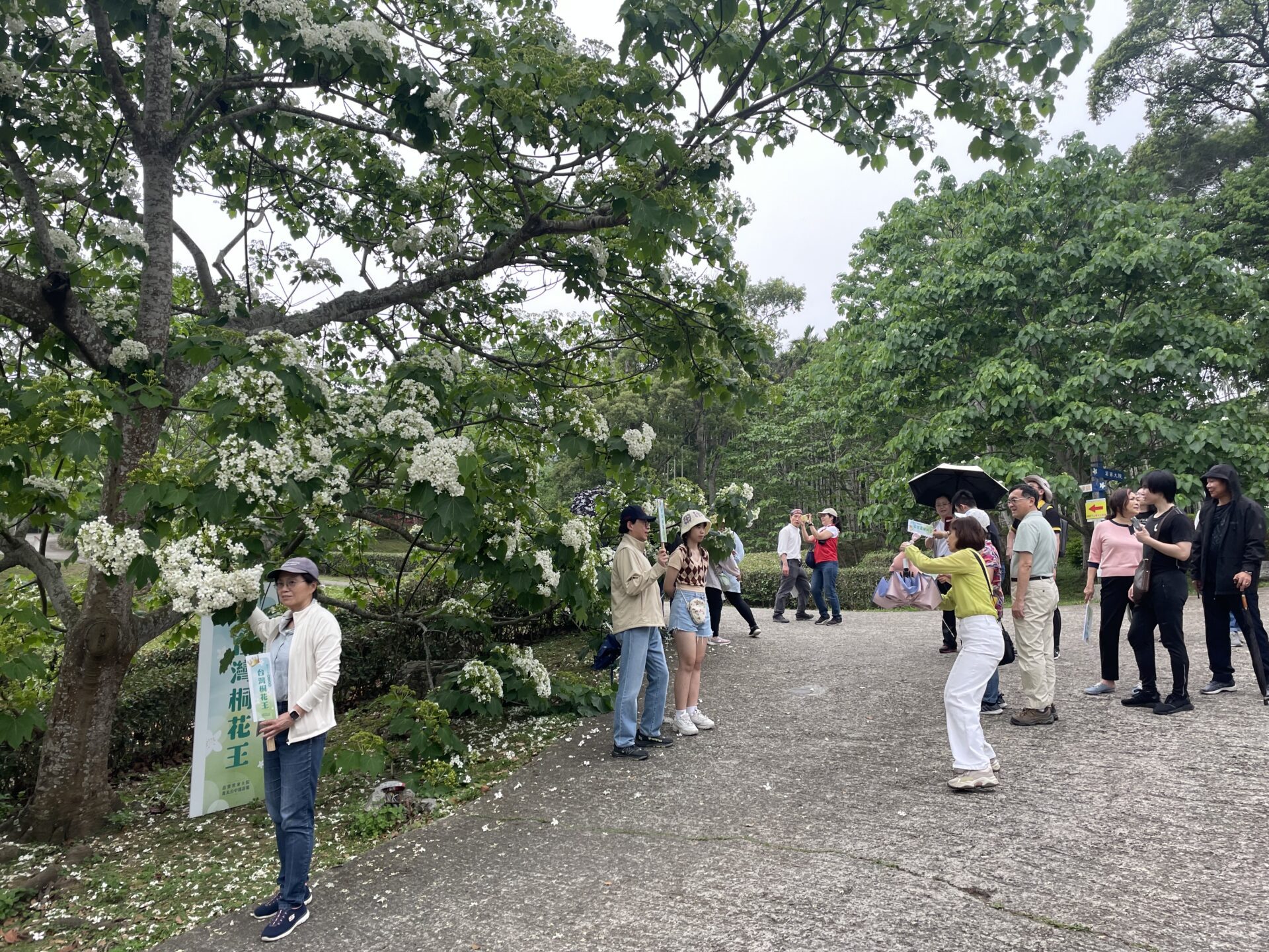 姜太公客家大院桐花盛開　「桐花王」、「桐花順」搶鏡