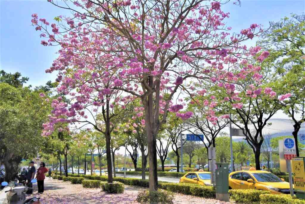 ▲高雄市中正路全線、幸福川、一心路、高楠公路、前鎮河畔及多處公園等處皆有種植洋紅風鈴木,妝點高雄市區浪漫幸福的風景。(高雄市政府提供)