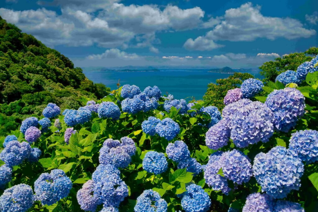 繡球花浪漫盛放!Booking.com 盤點「日韓台 5 大繡球花目的地」!(圖片由istock提供)