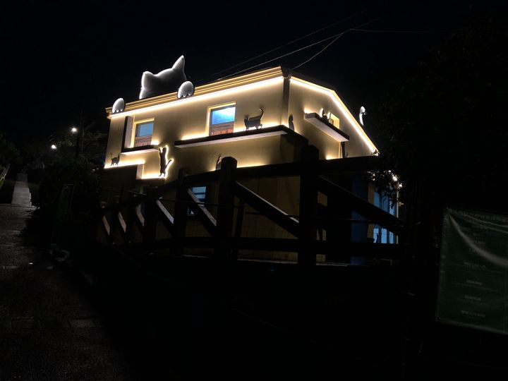 喵星人新居落成!猴硐貓村迎新裝 打造貓咪生活圈