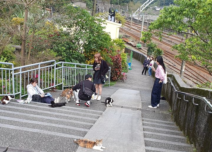 喵星人新居落成!猴硐貓村迎新裝 打造貓咪生活圈