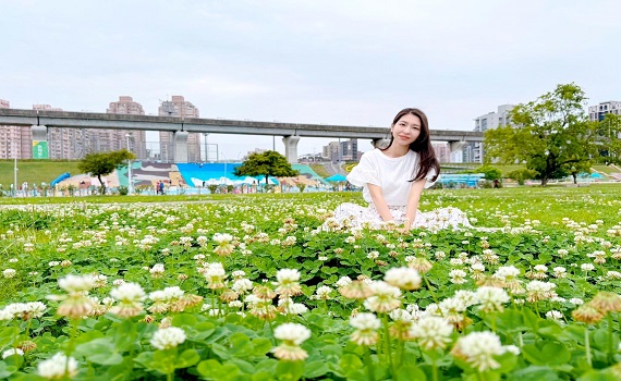 新北大都會公園 「白花三葉草」綻放 猶如白雪灑落美不勝收