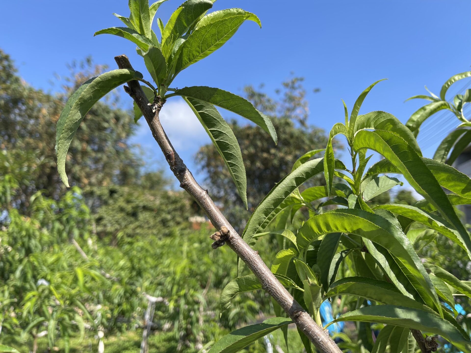 中市新社區桃災損 4/19前受理現金救助申請