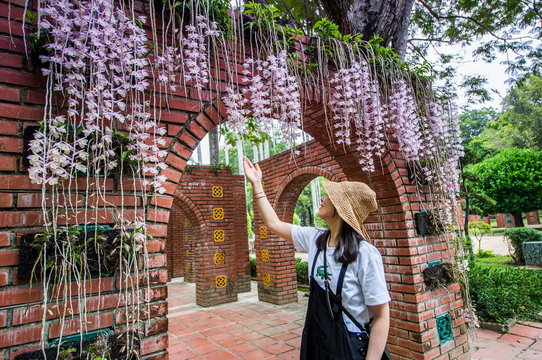 全台最早桐花季4/13登場 油桐、石斛蘭盛放「花現」嘉義之美