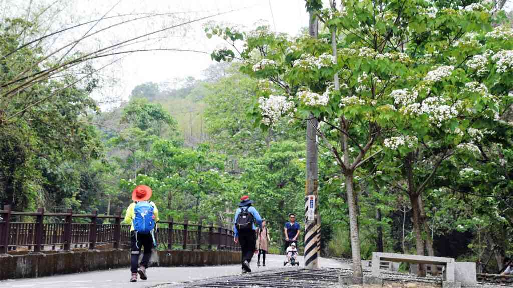 ▲一年一度的油桐花在八卦山脈綻放,歡迎全國民眾來彰化旅遊並欣賞桐花白雪紛飛的景致。(彰化縣政府提供)