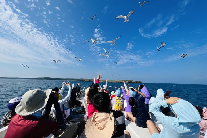 「2024澎湖四季旅遊」的「春之賞鷗季」即將開跑。 圖:澎湖國家風景區管理處/提供
