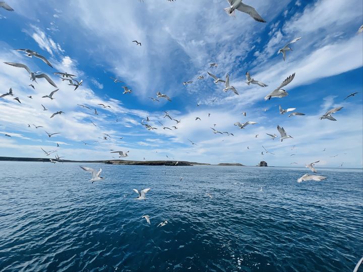 澎湖四季旅遊「春之賞鷗季」跳島賞岩、賞鷗樂!開放報名