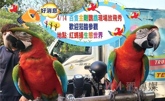 紅螞蟻生態世界秀百鸚群飛 罕見百隻金剛鸚鵡群放景象