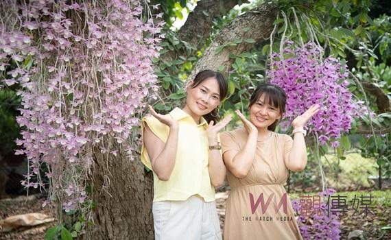 全台最早桐花季週六登場     油桐、石斛蘭盛放嘉義之美