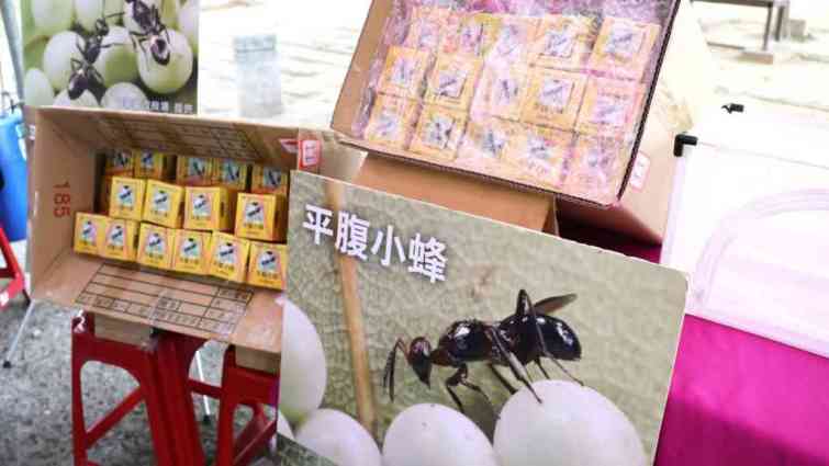 ▲平腹小蜂為臺灣本土的一種寄生蜂，雌小蜂可以產卵寄生於荔枝椿象的卵內，被寄生的卵粒則無法順利孵化，而從卵內羽化的平腹小蜂又可於山林間繼續尋找荔枝椿象的卵進行寄生。（記者林明佑攝）