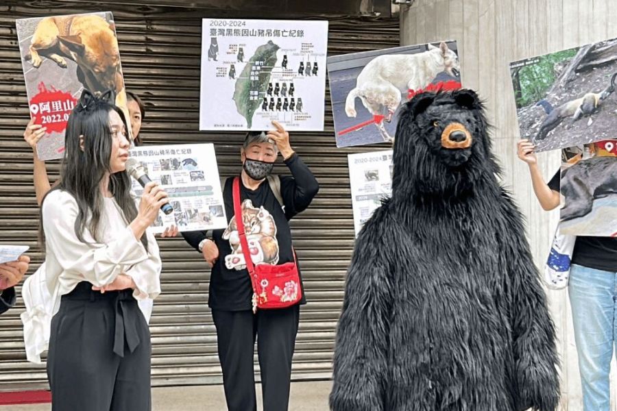 「山豬吊」太殘忍!民團及黃捷籲禁用 農業部允緩衝期後加強查緝 236 照片來源:民眾提供