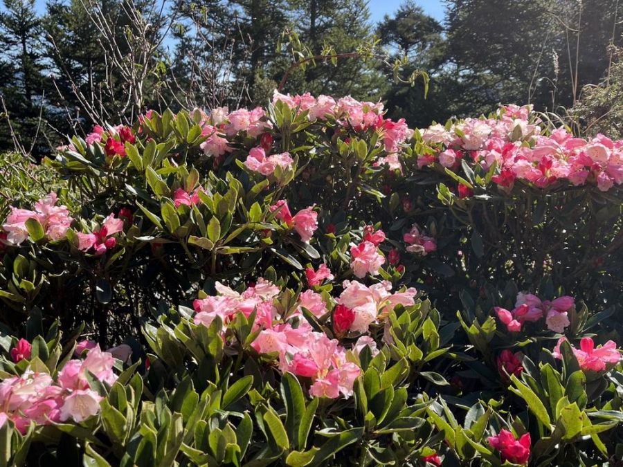 春暖花開季節 合歡山杜鵑花季展開囉