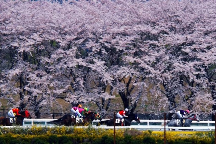 岩手的水澤賽馬場居然也有美櫻可欣賞,一年內僅於櫻花季對外開放,不容錯過。 圖:岩手縣/提供