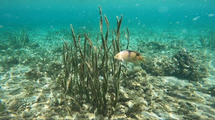 「菲」進巴拉望!徜徉湛藍海水、純白沙灘的自然慢旅