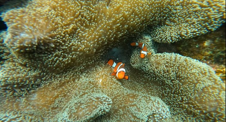「菲」進巴拉望!徜徉湛藍海水、純白沙灘的自然慢旅