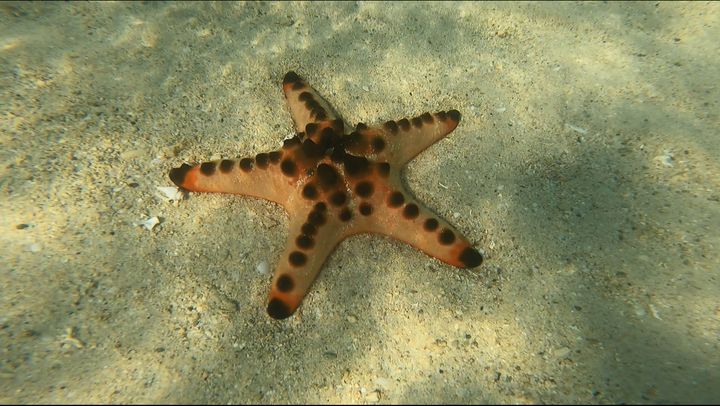 「菲」進巴拉望!徜徉湛藍海水、純白沙灘的自然慢旅