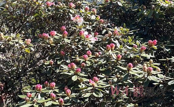 合歡山杜鵑花季展開囉了 春暖花開正當時