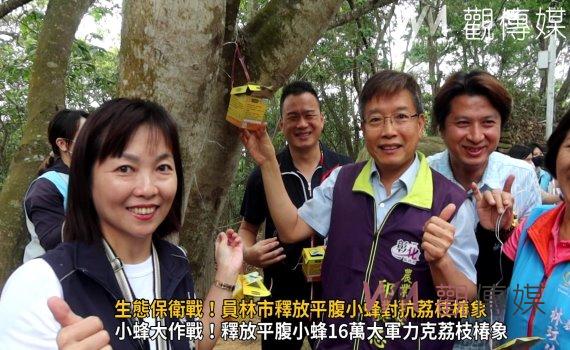 (有影片)/生態保衛戰!員林市釋放平腹小蜂對抗荔枝椿象