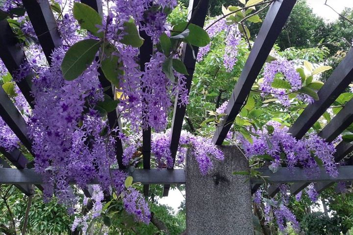 目前大安森林公園的錫葉藤正值開花時節。 圖:台北市政府工務局公園路燈工程管理處/提供