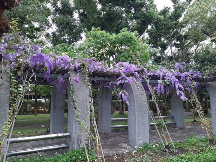 大安森林公園錫葉藤滿開 綿延30公尺浪漫紫瀑花廊