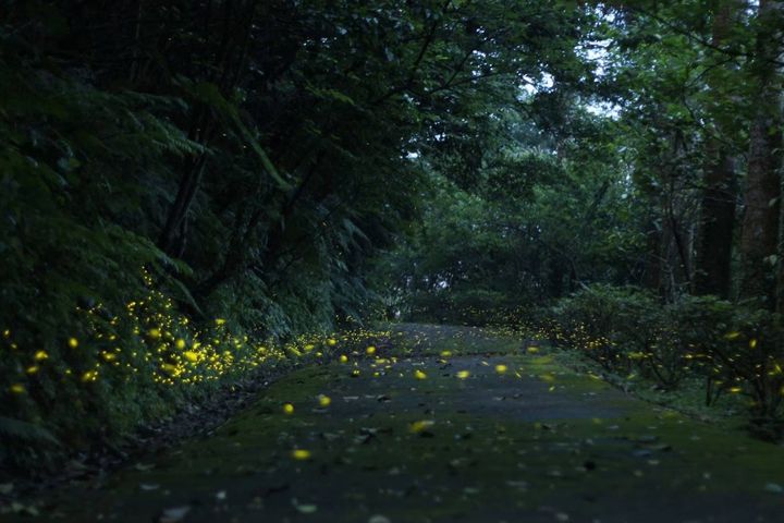 季節限定／夜間小旅行 新北市賞螢秘境大公開