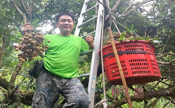 從軍旅到農莊榮民田家易振興中寮鄉在地龍眼產業