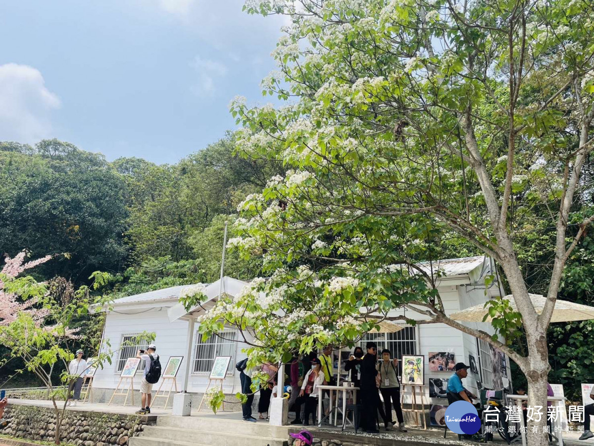 古坑油桐花已盛開,雲林縣府歡迎民眾利用假日來賞花/翻攝照片