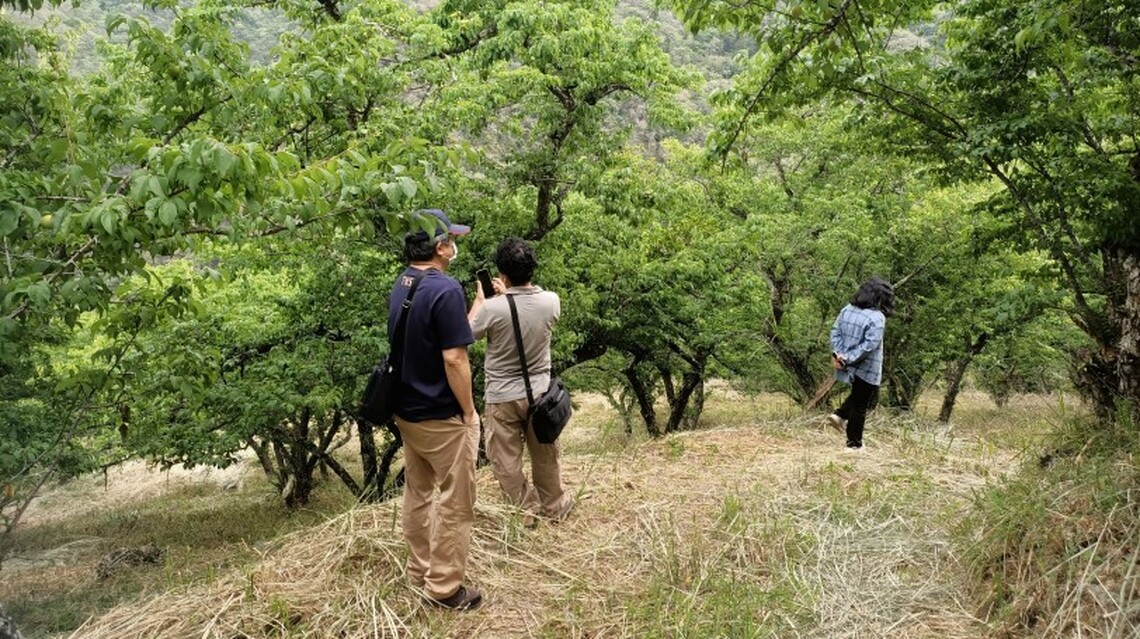 高雄荔枝、龍眼、青梅及那瑪夏水蜜桃   農損現金救助即日起受理申報