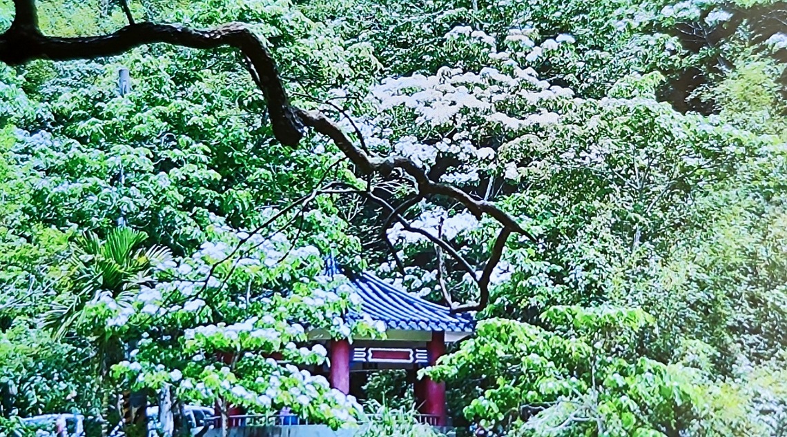 2024桐花小旅行 竹縣府攜手新埔、關西及橫山3鄉鎮4路線共7梯次活動