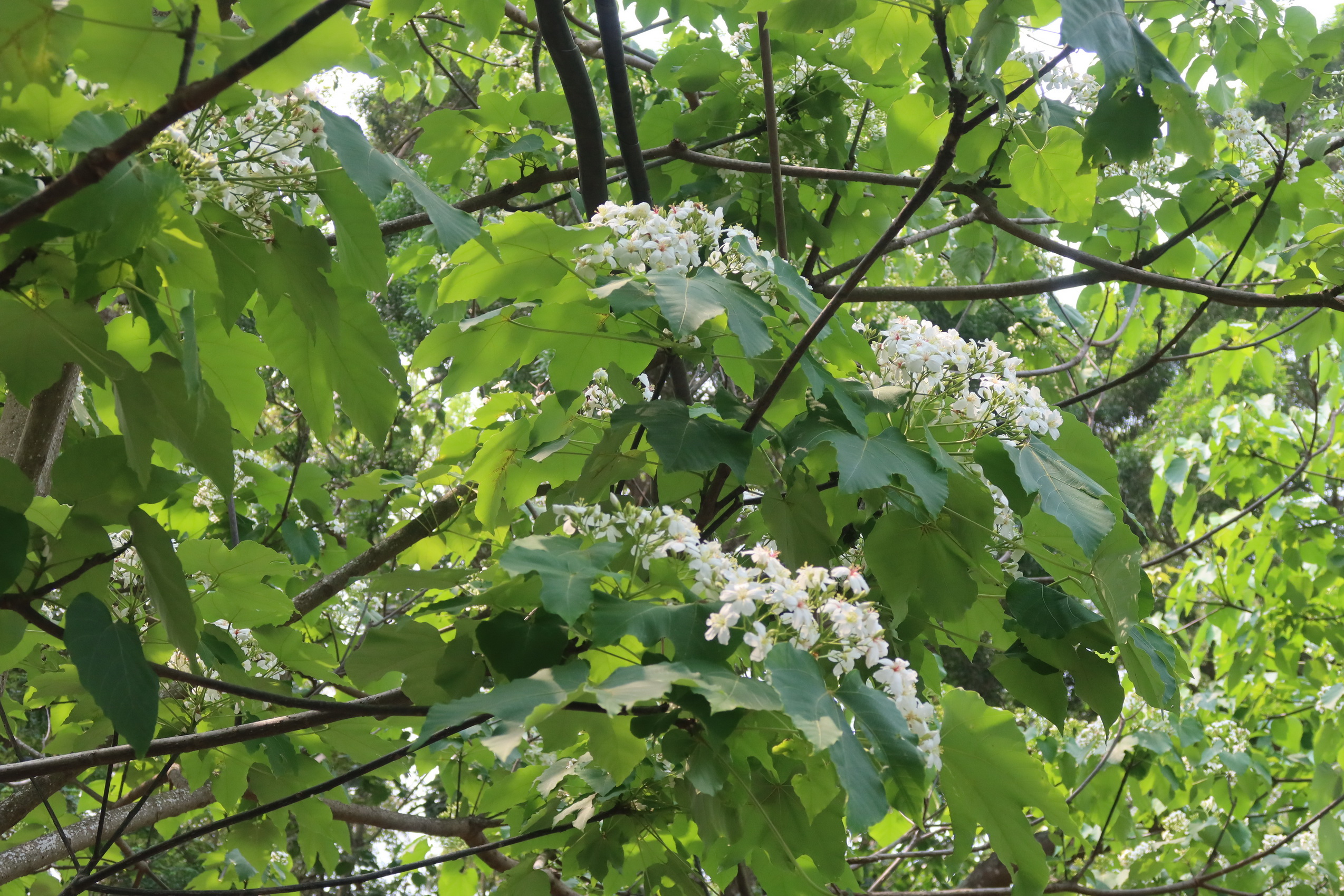 ▲2024客家桐花祭-歡迎來到~彰化市的後山花園、來一趟~福田桐花小旅行，正式登場，彰化市長林世賢歡迎大家「一桐」來參加。（記者張溎壕攝）