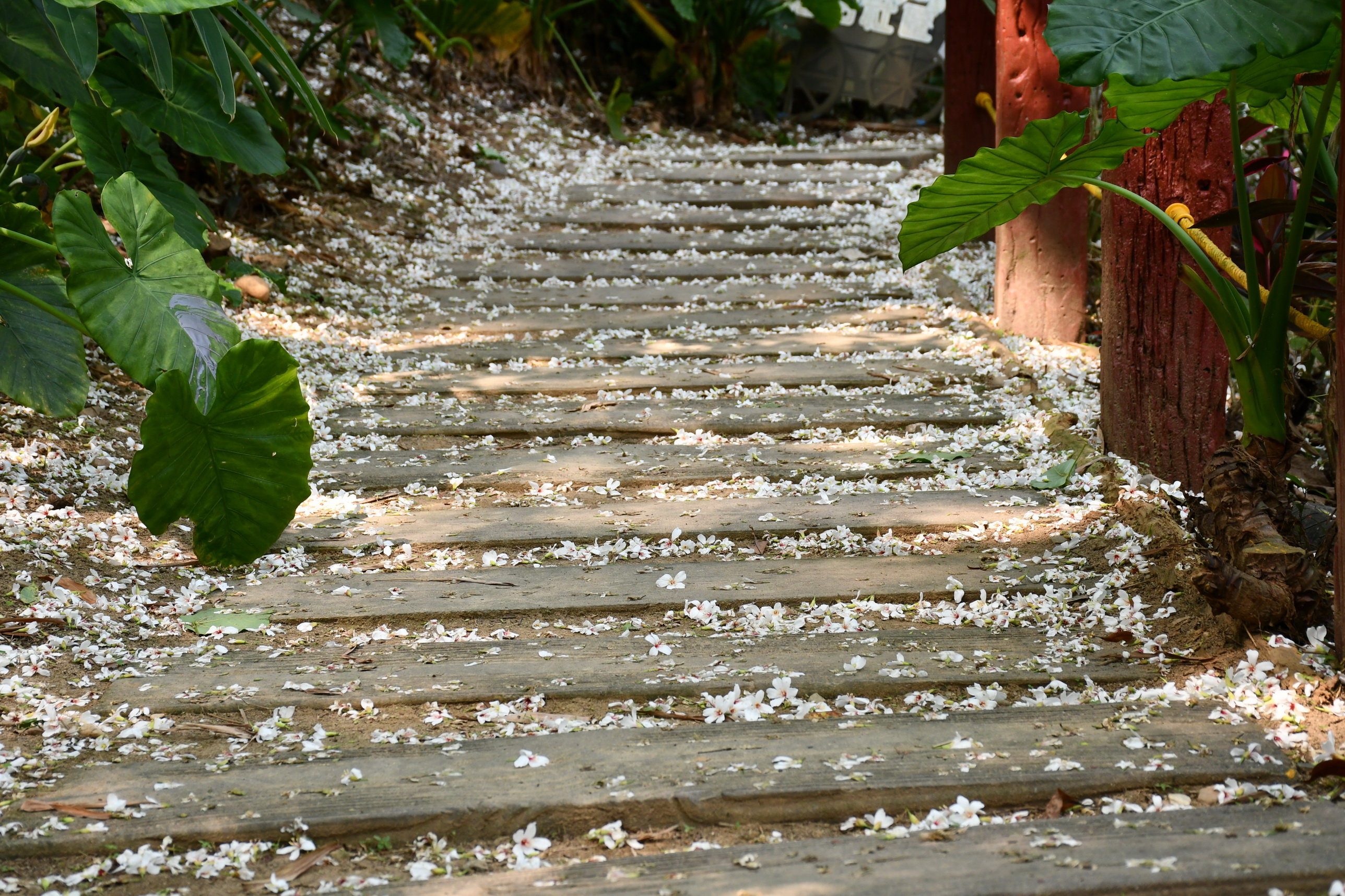 ▲2024客家桐花祭-歡迎來到~彰化市的後山花園、來一趟~福田桐花小旅行，正式登場，彰化市長林世賢歡迎大家「一桐」來參加。（記者張溎壕攝）