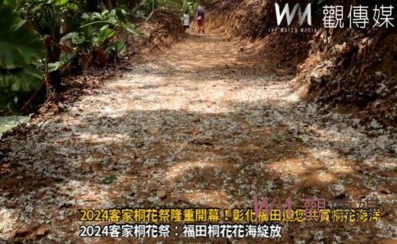 (有影片)/2024客家桐花祭隆重開幕!彰化福田邀您共賞桐花海洋
