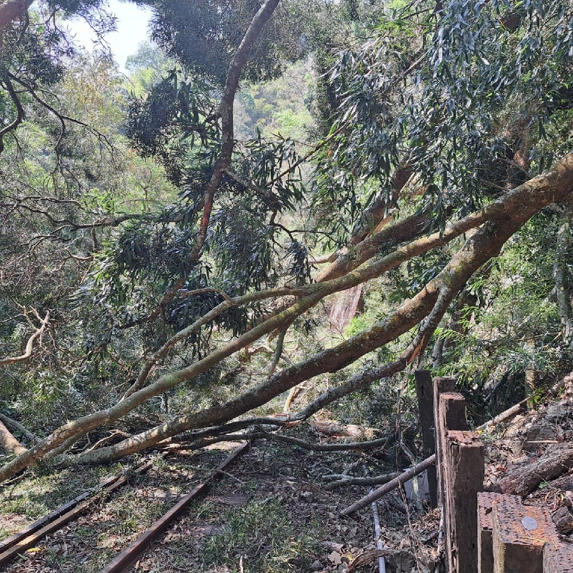推估受到天候地震影響 阿里山林鐵因倒樹致嘉義至十字路列車停止營運