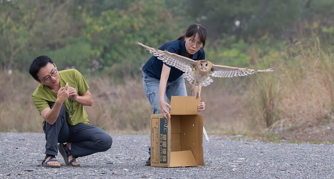 屏東農友通報救援草鴞野放成功