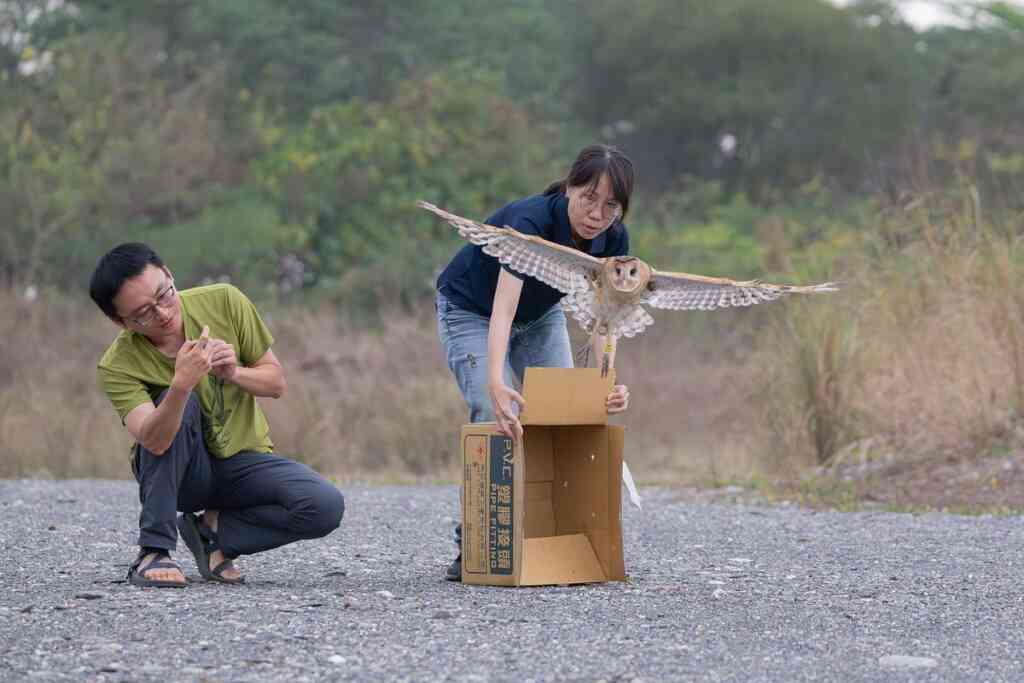 ▲屏東縣鹽埔鄉發現一隻受困的草鴞幼鳥,經過3個月照料,已成功野放。(屏東縣政府提供)